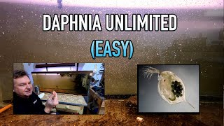 How I Raise Daphnia Water Fleas And You Can Too [upl. by Teerprug]