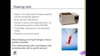 Cell Culture 101 Thawing Cells [upl. by Nale583]