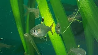 Pristella tetras maxillaris and little fish store tour [upl. by Maxia]