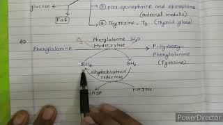 Phenylalanine and tyrosine metabolism [upl. by Sezen501]