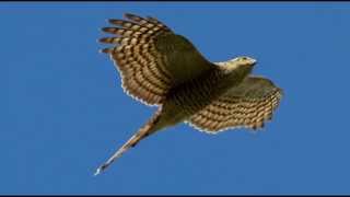 Sparrowhawk Bird Call Bird Song [upl. by Ignatzia]