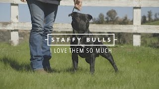 STAFFORDSHIRE BULL TERRIERS I LOVE THEM SO MUCH [upl. by Stearn]