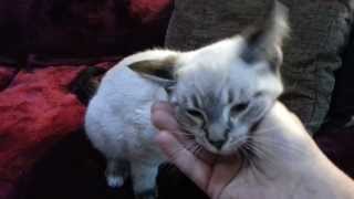 Introducing Niall the lynx point Siamese kitten [upl. by Trometer906]