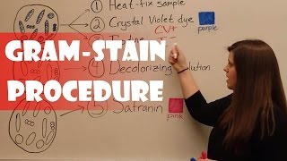 Gram Stain Procedure [upl. by Anas]