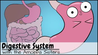 Digestive System [upl. by Esenwahs]