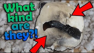 Our MYSTERY Turtle Eggs are Hatching [upl. by Christie]