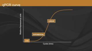 Overview of qPCR [upl. by Eidur]