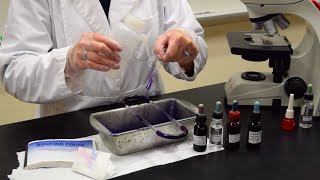 How to Perform a Gram Stain  MCCC Microbiology [upl. by Khalin]