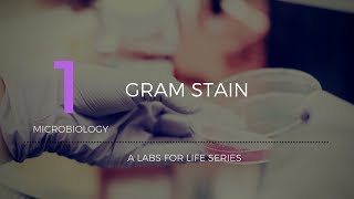 Gram Stain [upl. by Janene]