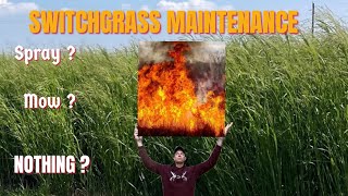 HOW TO MAINTAIN SWITCHGRASS [upl. by Trip]