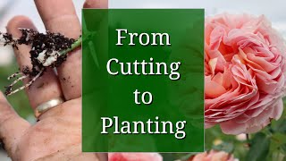 From Cutting to Planting Full Propagation Timeline [upl. by Eyks]