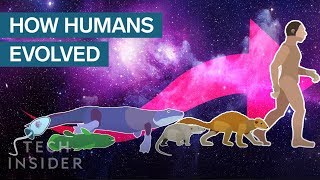 Incredible Animation Shows How Humans Evolved From Early Life [upl. by Marduk]