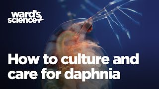 Caring and Culturing for Daphnia [upl. by Ytsrik]