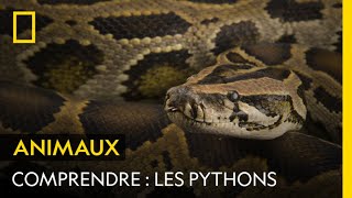 COMPRENDRE  Les pythons [upl. by Halstead]