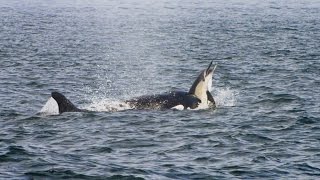 Pod of Killer Whales Hunt a Dolphin Stampede [upl. by Evie]