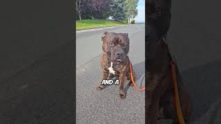 Meet The Staffordshire Terrier [upl. by Tocs]