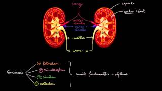 Anatomie et fonctions des reins [upl. by Atener]