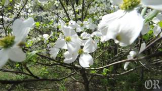 Dogwoods in Bloom [upl. by Erwin792]