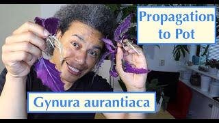 Propagation to Pot  Gynura aurantiaca Purple Passion  Velvet Plant [upl. by Etireugram]