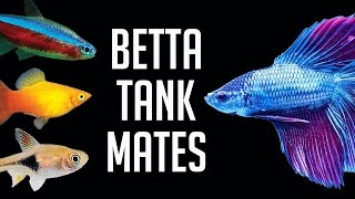 Compatible Tank Mates for Betta Fish [upl. by Sherill]