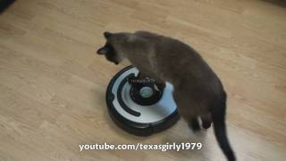 Cat shows HOW TO use iRobot Roomba Vacuum [upl. by Yenohtna]