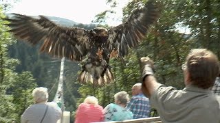 Greifvogelshow auf der Geierlay Weißkopfseeadler aus nächster Nähe [upl. by Lemrej]