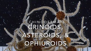 Echinodermata crinoids asteroids amp ophiuroids [upl. by Davies]