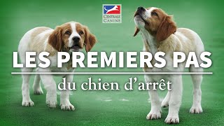 PREMIERS PAS DU CHIEN DARRÊT  Chiens de chasse Ep 3 [upl. by Crandell]