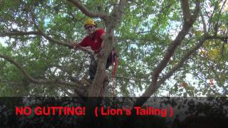 Pruning Live Oak For Health amp Safetymov [upl. by Trudnak]