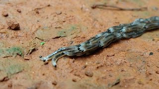 Fungus Gnat Larvae Travelling in Procession [upl. by Jae]