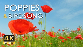 4K Poppy Meadow amp Birdsong  Relaxing Nature Sounds amp Video  UHD  Meditation Sleep Study Yoga [upl. by Econah]