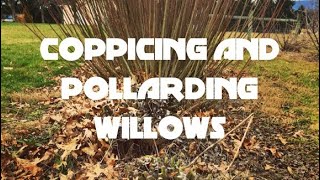 Coppicing and Pollarding Willows [upl. by Ehrman808]