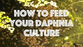 How To Feed Your Daphnia Culture [upl. by Maxi768]