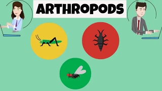 Characteristics of Arthropods [upl. by Ymorej]