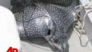 Stingray Leaps From Water Killing Woman [upl. by Charters328]