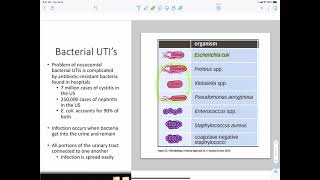 Bacteria Urinary Tract Infections [upl. by Sadye]