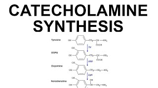 Catecholamine Synthesis [upl. by Havstad]