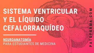 NEUROANATOMÍA Sistema Ventricular Y Líquido Cefalorraquídeo [upl. by Anertac390]