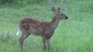 Ever Hear a Fawn Bleat [upl. by Saundra]