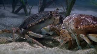 Arthropods  Blue Crab Molting [upl. by Kaasi]