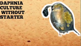 HOW TO CULTURE DAPHNIA NATURALLY WITHOUT A STARTER [upl. by Avilys]