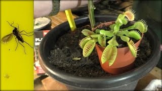 How to Kill amp get rid of Fungus Gnats 4 Top Tips [upl. by Goraud215]