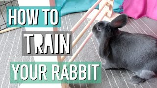 How To Teach Your Rabbit Tricks [upl. by Alvita]