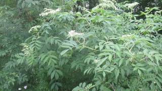 Elderberry Pruning and Coppice [upl. by Assek147]