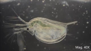 Daphnia magna under the Microscope [upl. by Ahsimin233]