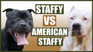 STAFFORDSHIRE BULL TERRIER vs AMERICAN STAFFORDSHIRE BULL TERRIER [upl. by Yelsek12]