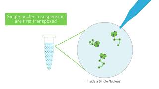 How it Works  Chromium Single Cell ATAC Solution [upl. by Aneeram]