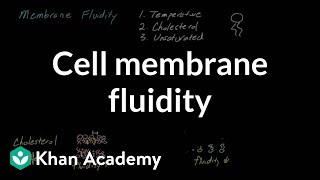 Cell membrane fluidity  Cells  MCAT  Khan Academy [upl. by Dearr482]