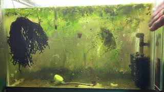 Scuds Daphnia Cherry Shrimp Copepods My aquatic food culture [upl. by Sheldon79]