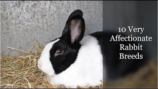 10 Very Affectionate Rabbit Breeds [upl. by Aihseya597]